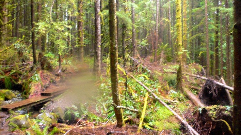 Vancouver forêt